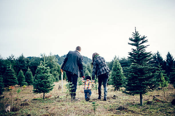 istock Christmas Tree Family at Tree Farm 527518201