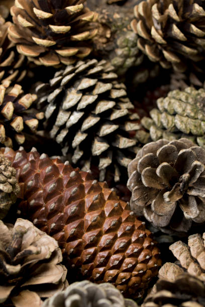 istock Cluster of Pinecones 527521268