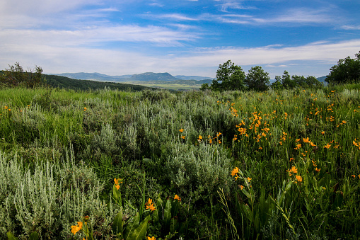 Steamboat Springs in the Summertime. 
