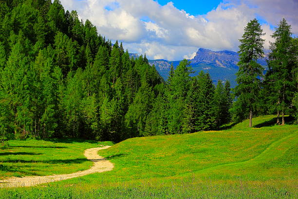 Trail hike, Idyllic pine tree Woods, Dolomites, Italian Tirol alps