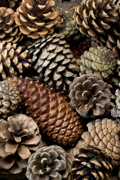 istock Cluster of Pinecones 527522390