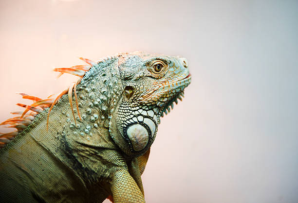 istock Close-up of Iguana 527523024