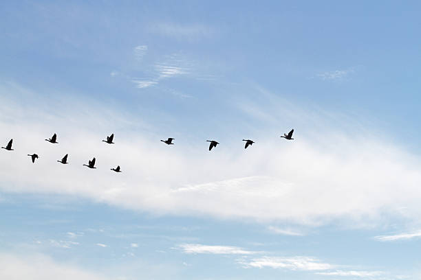 istock Birds in the sky 527523060