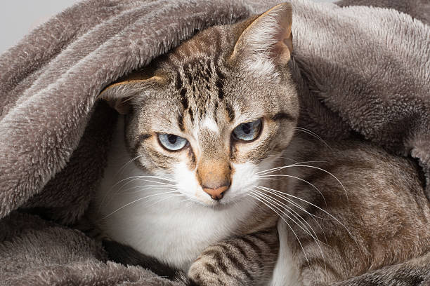 istock you woke me up 527523562