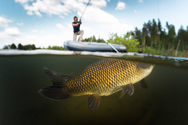 istock Carp fishing 527523576