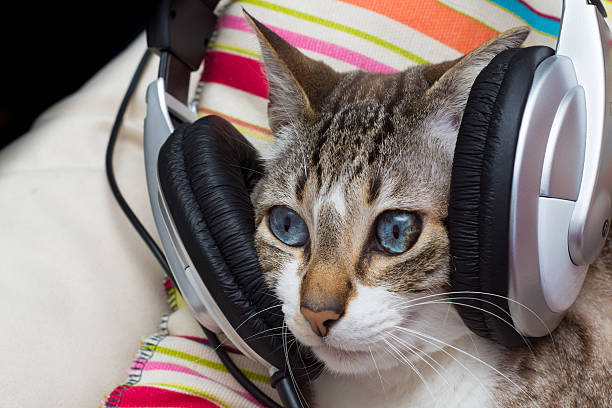 istock cat listening to music 527523630