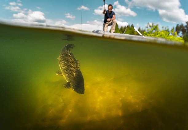 istock Carp fishing 527523762