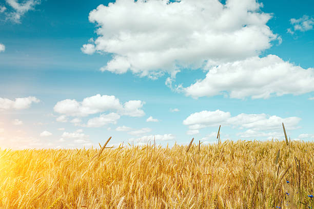 istock Field of gold 527523940