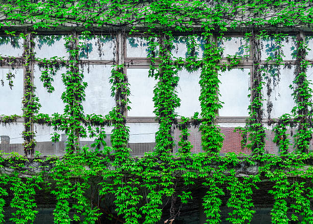 istock Green ivy creeper on building window 527524152