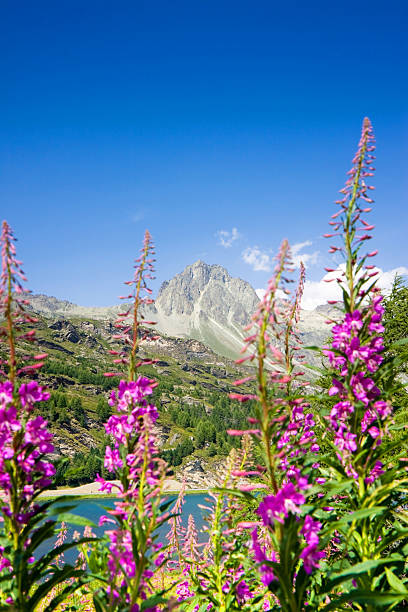 andar em torno de engadine vale do lago de sils - corvatsch imagens e fotografias de stock