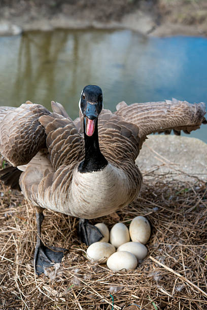 Angry wild Canada goose chasing away intruders from nest  while incubating eggs near stream in breeding season.    canada goose photos stock pictures, royalty-free photos & images