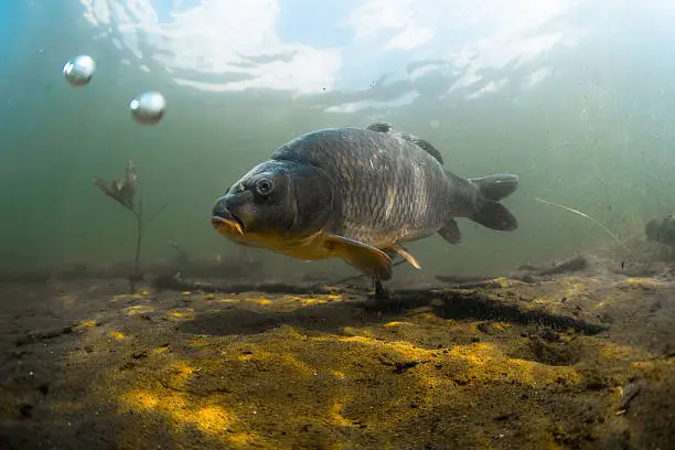 Underwater shot of the fish (Carp of the family of Cyprinidae) in a pond near the bottom