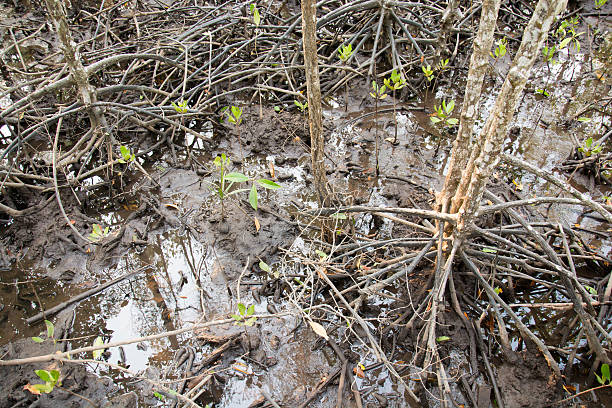 petite mangrove - ecological reserve tree reflection land feature photos et images de collection