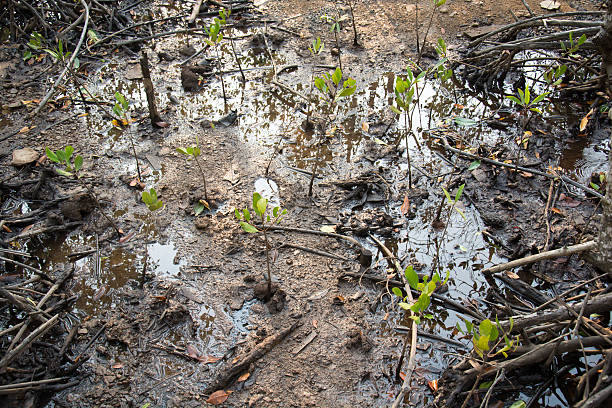 petite mangrove - ecological reserve tree reflection land feature photos et images de collection