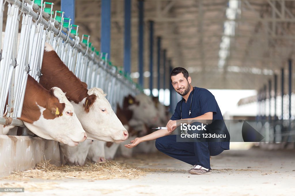 Vet And Cows Vet working in the barn Animal Stock Photo