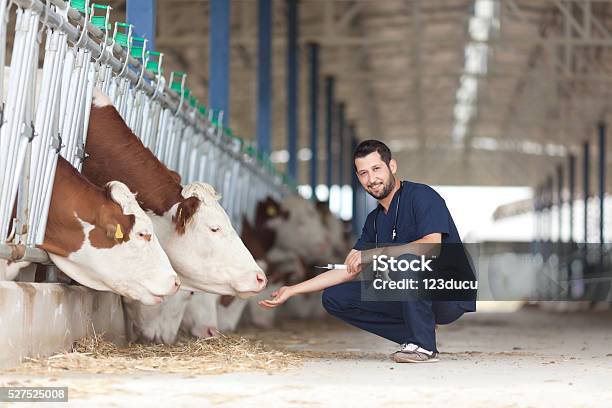 Vet And Cows Stock Photo - Download Image Now - Animal, Veterinarian, Adult