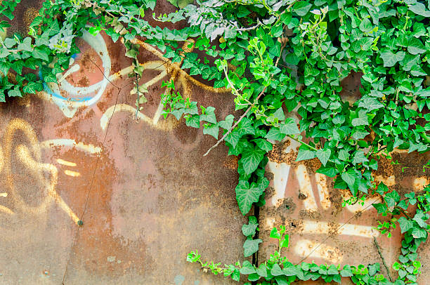istock Old rusty brown metal sheet and green ivy 527525596