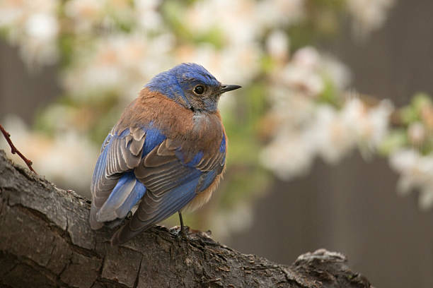 Western bluebird perched in blooming apple tree Littleton Colorado