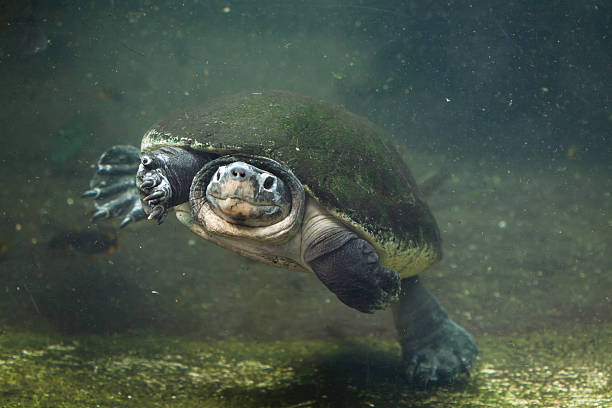 malaisie tortue géante (orlitia borneensis). - turtle photos et images de collection