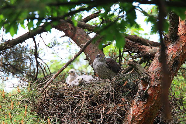istock Nest of Northern Goshawk 527528550