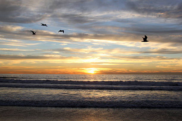 istock Beautiful Pacific Sunset with Seagulls 527529838