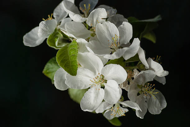istock beautiful apple blossom tree on black background 527530248