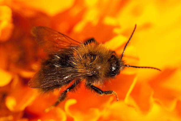 istock bee on the orange flower with copyspace 527531146
