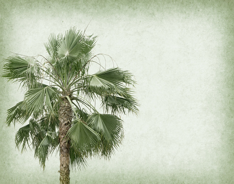 palm tree  on old paper background