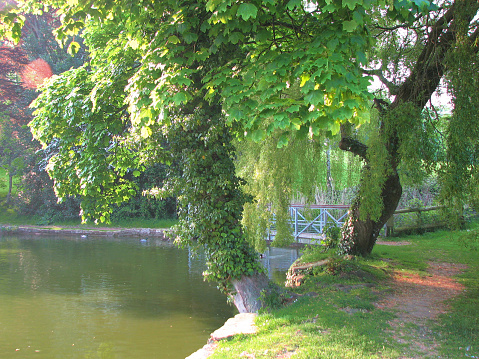 A tree lush with summer foliage overlooks a pond. There is a footpath to the left and a footbridge in the background.