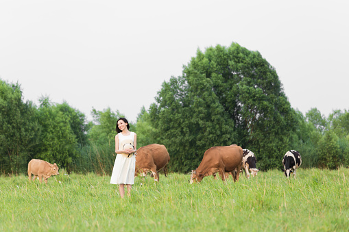 china beautiful rural girl in green pastures, grazing cattle and sheep.