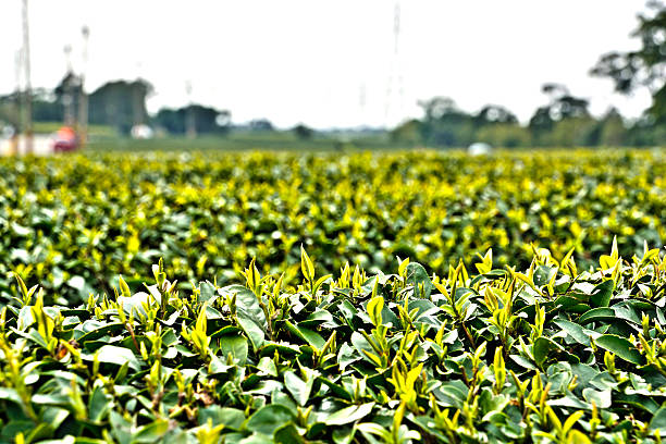 istock Tea garden in the Hsinchu,Taiwan 527533200