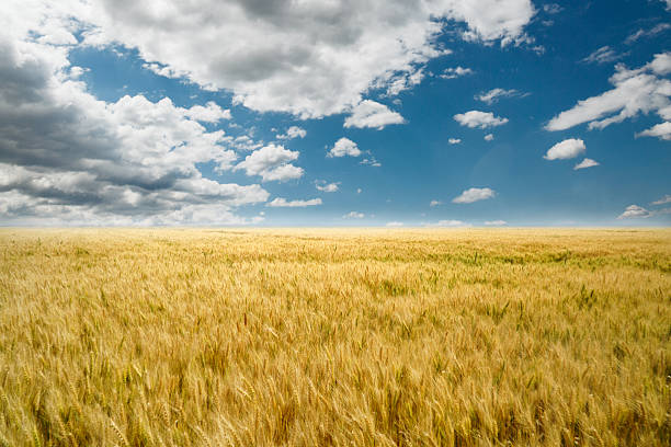 istock Wheat field and the blue sky 527534382