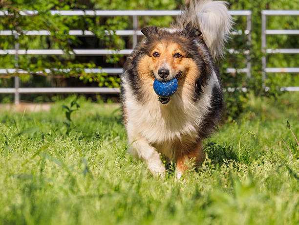 istock Running sheepdog with ball in mouth. 527535068