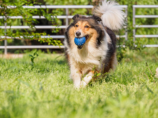 istock Running sheepdog with ball in mouth. 527535132