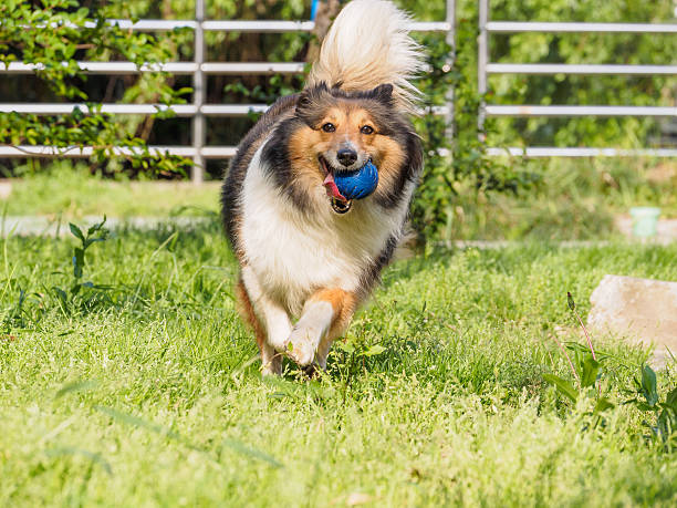 istock Running sheepdog with ball in mouth. 527535208