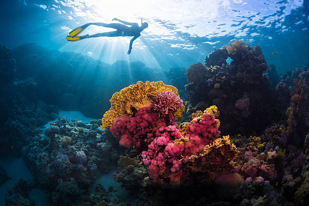 Free divers Free diver swimming underwater over vivid coral reef. Red Sea, Egypt diving into water stock pictures, royalty-free photos & images