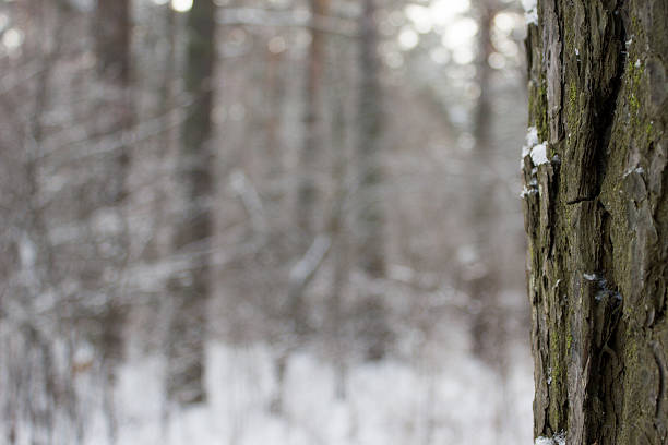 Pine tree in winter forest closeup, free space for text
