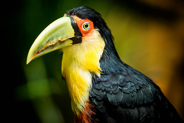 экзотический зеленый – выставляется счет тукан птица в естественных условиях - iguazú стоковые фото и изображения