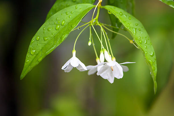 istock Close up White Flowers and green leaves after raining 527537920