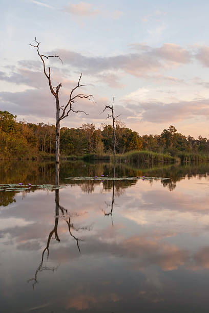 istock sunset at the lake 527539064