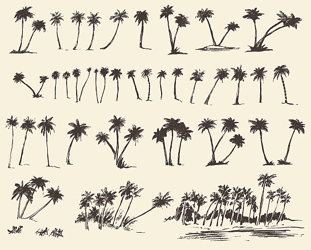 ilustrações, clipart, desenhos animados e ícones de ilustrações de vetor silhueta de árvores de palma desenho - illustration and painting beach engraved image engraving