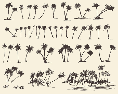 Vector illustrations silhouette of palm trees hand drawn sketch forty pieces