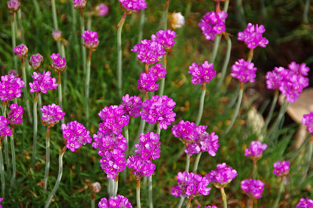 istock many Armeria maritima wildflower 527541284