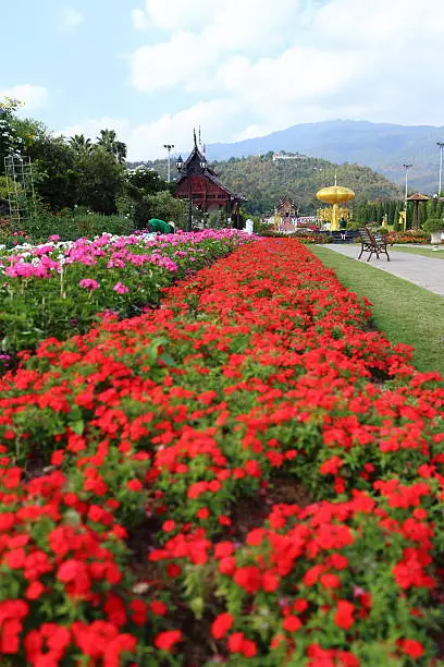 Photo of Flowers plantation in Royal Ratchaphruek Park