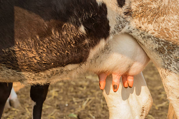 istock Close up of holstein cow big udder 527542192