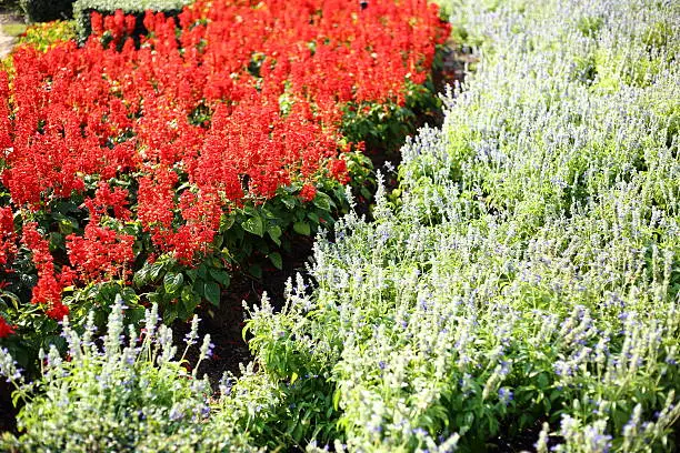 Photo of Flowers plantation in Royal Ratchaphruek Park