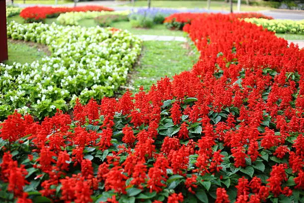 Photo of Flowers plantation in Royal Ratchaphruek Park