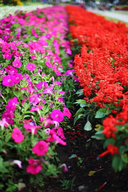 Photo of Flowers plantation in Royal Ratchaphruek Park