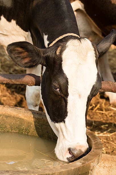 istock Black and White cow drinking water 527544180