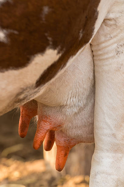 istock Close up of holstein cow big udder 527544926